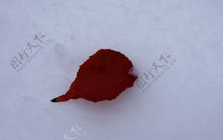 雪中的红叶图片