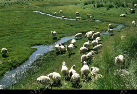 青海金银滩草原上的羊群图片