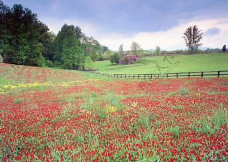 漫山遍野红花盛开图片