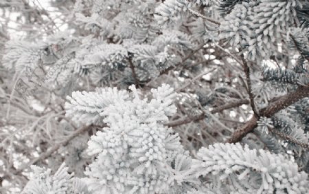 冰天雪地松树图片