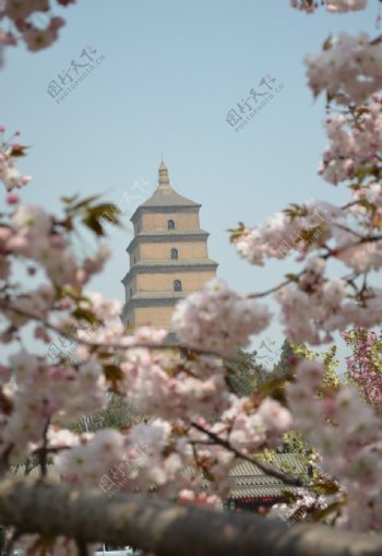 樱花映衬下的大雁塔图片