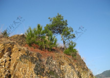 蓝天山坡与松树图片