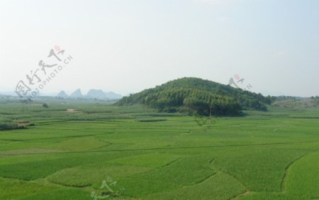 美丽绿色的稻田图片
