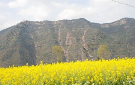 油菜飘香图片