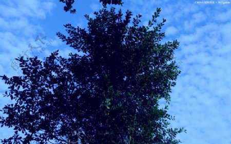 绿树映蓝天图片