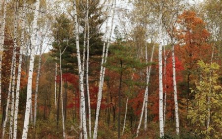 深秋的白桦林图片