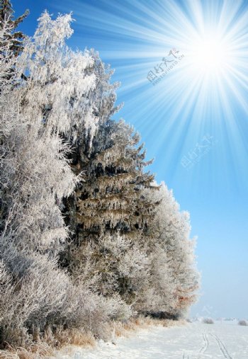 冬季原野树林雪景图片
