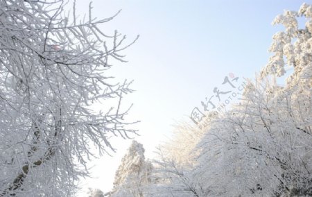 庐山雪后树枝图片
