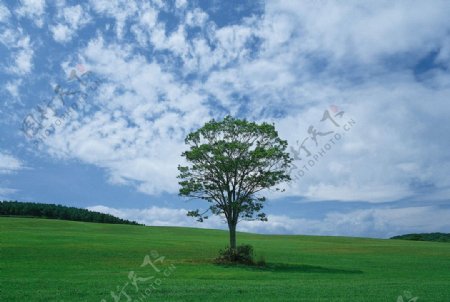 草地天空树图片