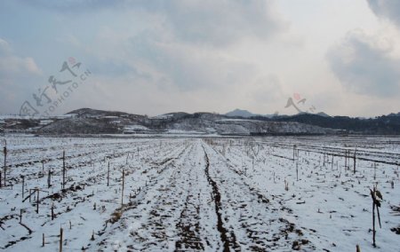 雪后田间图片