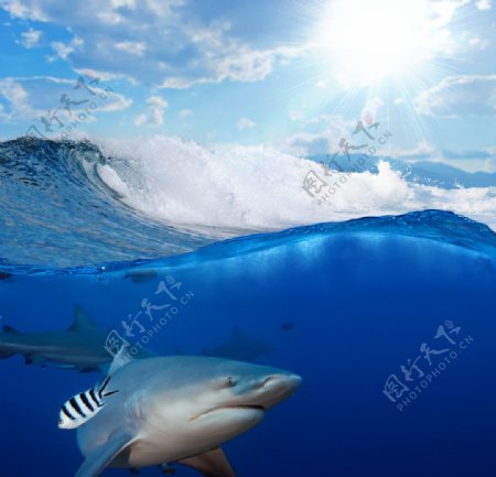 海浪下的鲨鱼图片