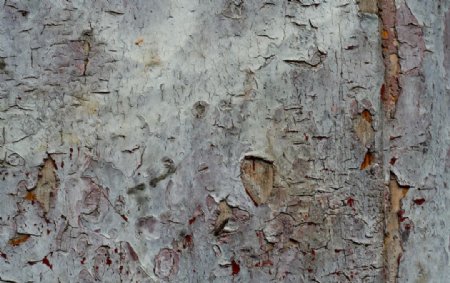 树木树纹高清图片