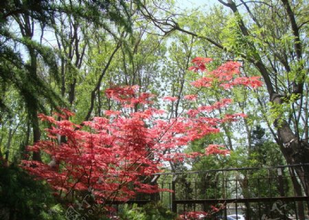 春天红枫图片