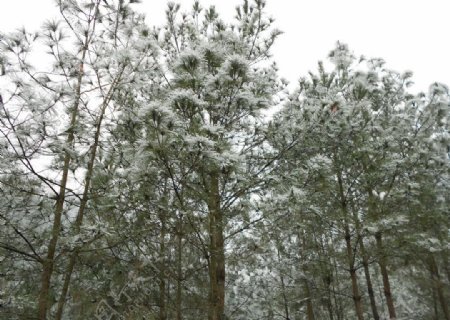 雪景图片