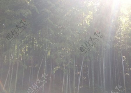 阳光竹林图片