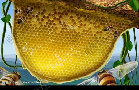 蜜蜂蜂巢藤类植物高清晰分层图片