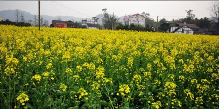 油菜花清晰图片