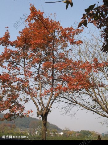 红枫之秋图片