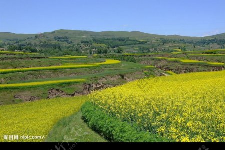 油菜飘香图片