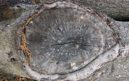 树皮木纹图片
