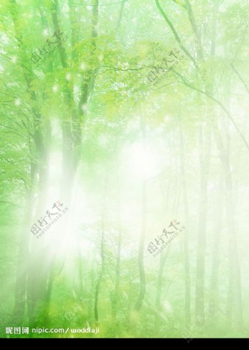 树林阳光图片