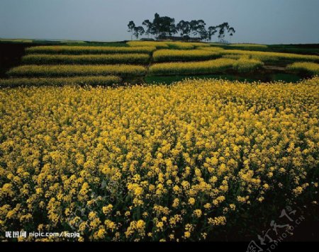 遍野黄花图片