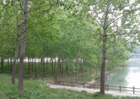 河边绿树图片