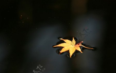 秋楓落葉图片