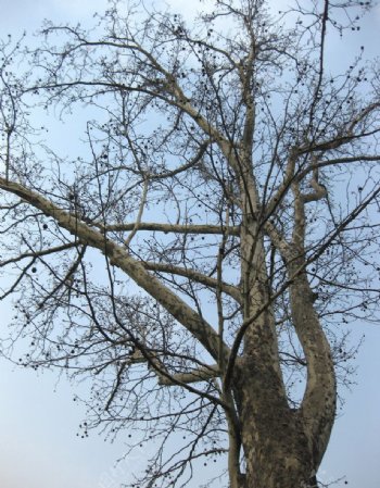 大树树枝图片