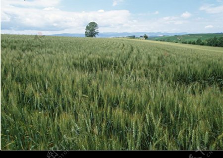 田园麦穗图片