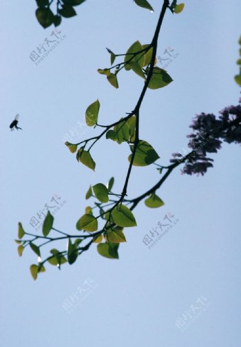 树枝小局部图片