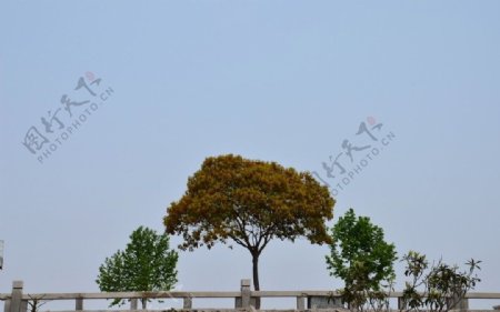 柳溪香樟树图片