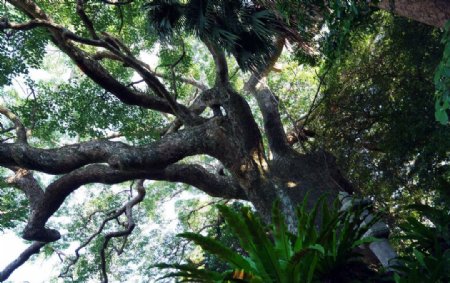 红豆杉的虬枝图片