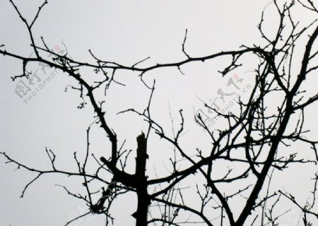 花椒树枝图片