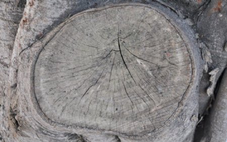 树木切面图片
