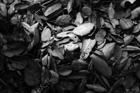 枯树叶黑白艺术摄影图片