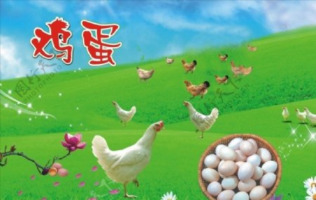 鸡蛋鸡蛋素材鸡蛋展板鸡蛋吊旗图片