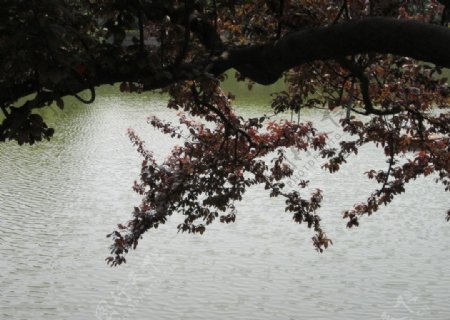 湖边枫叶图片
