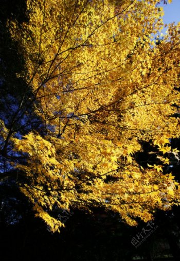 秋之黃葉图片