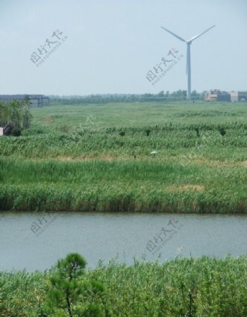 上海崇明东滩湿地照片图片