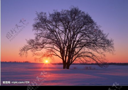 夕阳雪地树木图片
