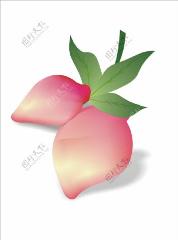 矢量桃子图片
