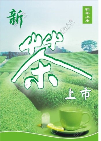 新茶上市图片