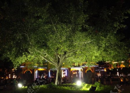 夏夜之树图片
