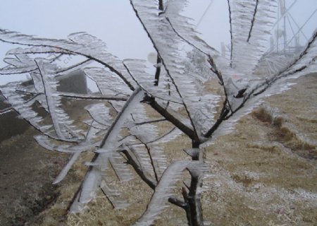 冰桃树图片