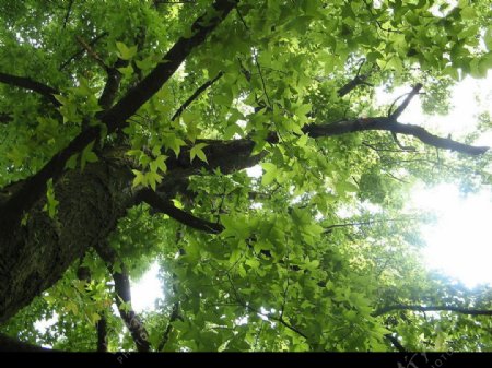嫩绿的枫树图片