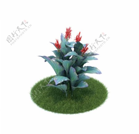 花模型植物模型图片