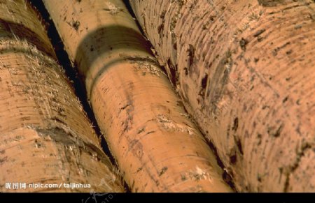 森林树木林业木材资源图片