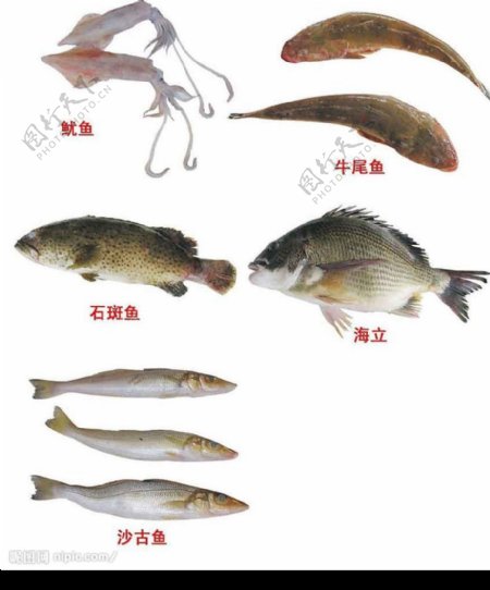 鱼类产品素材图片