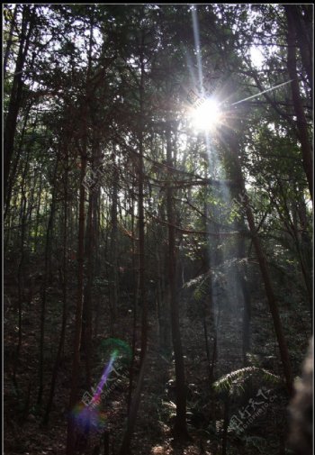 森林太阳折射图片